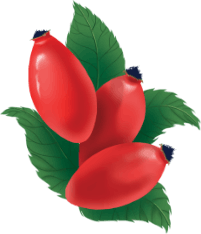 rosa canina